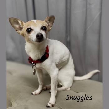 Snuggles -  Chihuahua Dog for Adoption in Shreveport, Louisiana - Snuggles | PetCurious