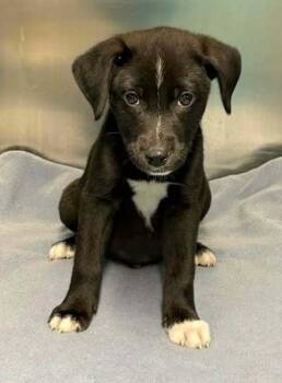 Labrador Retriever Dogs Available for Adoption in Brewster, New York - Crusader (C Pair) | PetCurious