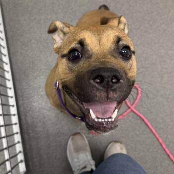 Boxer Dogs Available for Adoption - Lady Bug | PetCurious