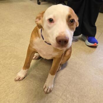 Gardenia -  Pointer Dog for Adoption in Birmingham, Alabama - Gardenia | PetCurious