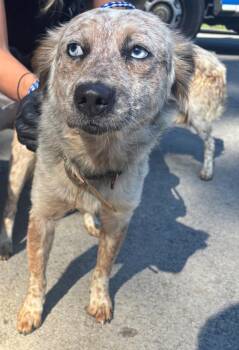 Pepper -  Australian Shepherd Dog for Adoption in Campbellsville, Kentucky - Pepper | PetCurious