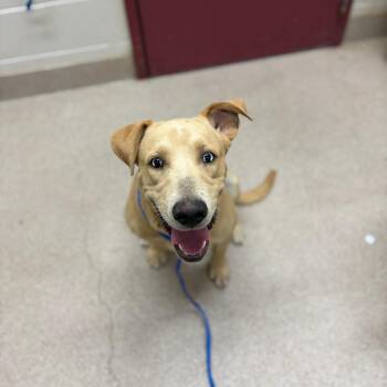 Bucky -  Labrador Retriever and Mixed Breed Dog for Adoption in Ardmore, Oklahoma - Bucky | PetCurious