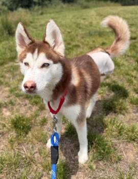MAXY -  Siberian Husky Dog for Adoption in Leesburg, Virginia - MAXY | PetCurious