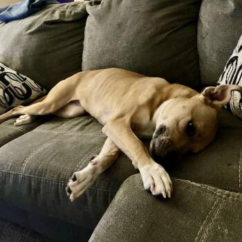 Bria Y613 (Stormi) -  Boxer and Mixed Breed Dog for Adoption in Allen, Texas - Bria Y613 (Stormi) | PetCurious