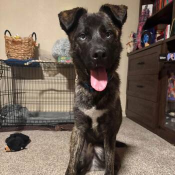 Eragon C911 -  Shepherd Dog for Adoption in Allen, Texas - Eragon C911 | PetCurious