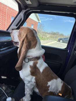 Basset Hound Dogs Available for Adoption - Patterson | PetCurious
