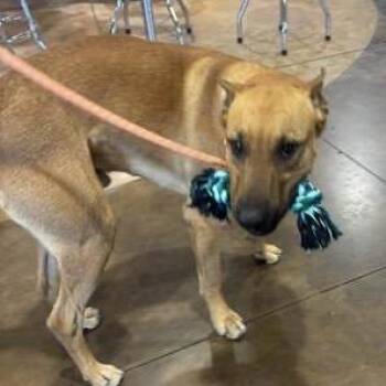 Weaver -  Shepherd and Retriever Dog for Adoption in Kanab, Utah - Weaver | PetCurious
