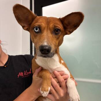 Hollywood -  Basenji and Mixed Breed Dog for Adoption in Abilene, Texas - Hollywood | PetCurious