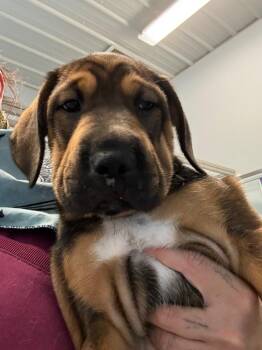 Hound Dogs Available for Adoption in Bloomington, Indiana - Banana | PetCurious