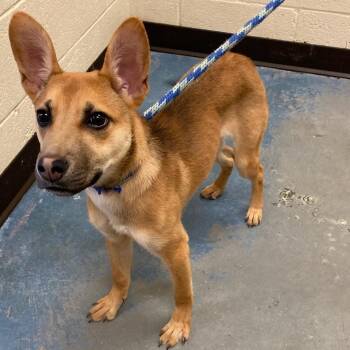 ATHENA (Foxy) -  Mixed Breed Dog for Adoption in Memphis, Tennessee - ATHENA (Foxy) | PetCurious