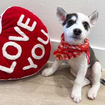 Husky and Border Collie Dogs Available for Adoption - Weston | PetCurious