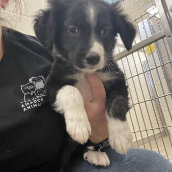 Wyatt Earp -  Border Collie Dog for Adoption in Sonora, California - Wyatt Earp | PetCurious