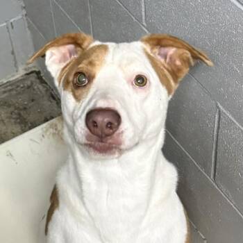 Colt -  Mixed Breed Dog for Adoption in Logan, Ohio - Colt | PetCurious