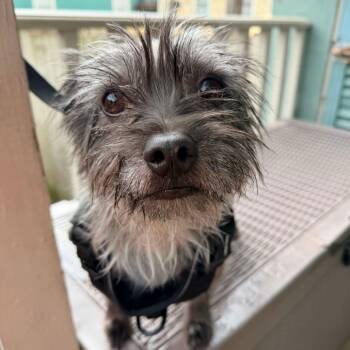 Zeus the Yorkie (Benefactor Dog) -  Yorkshire Terrier and Miniature Poodle Dog for Adoption in New Orleans, Louisiana - Zeus The Yorkie (Benefactor Dog) | PetCurious
