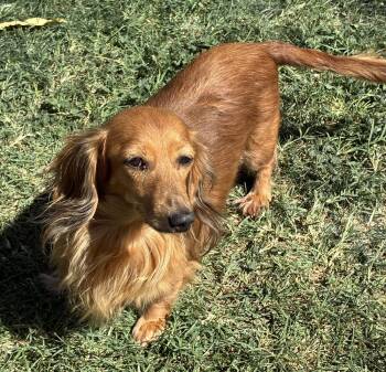 Annabelle -  Dachshund Dog for Adoption in Hesperia, California - Annabelle | PetCurious