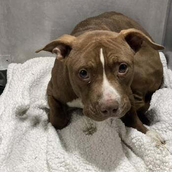 Mixed Breed Dogs Available for Adoption - Shy Guy | PetCurious