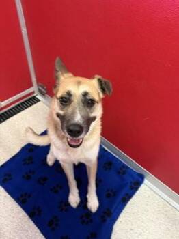 Remi -  German Shepherd Dog and Mixed Breed Dog for Adoption in Pequot Lakes, Minnesota - Remi | PetCurious