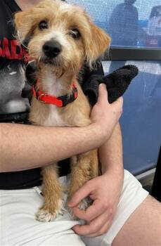 OZZY -  Mixed Breed Dog for Adoption in Dallas, Texas - OZZY | PetCurious