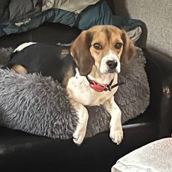 Beagle Dogs Available for Adoption in Nowata, Oklahoma - Stanley | PetCurious