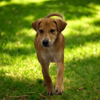 Rescue Black Mouth Cur Dogs for Adoption in Kenedy, Texas - Dunn | PetCurious