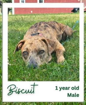 Rescue Catahoula Leopard Dog Dogs for Adoption in Hinesburg, Vermont - Biscuit | PetCurious