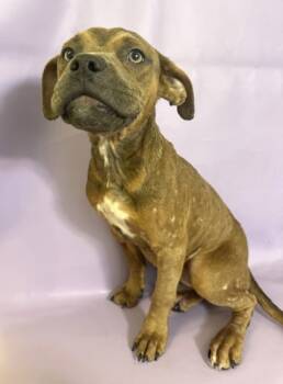 Rescue Fox Terrier and Mixed Breed Dogs for Adoption in Morton Grove, Illinois - Frankie | PetCurious