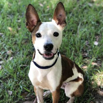 Faith -  Terrier Dog for Adoption in Magnolia Springs, Alabama - Faith | PetCurious