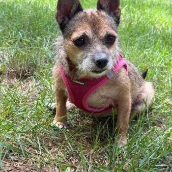 Missy (bonded to Penny) -  Chihuahua Dog for Adoption in Hillsborough, North Carolina - Missy (bonded To Penny) | PetCurious