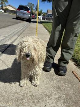LEON -  Poodle and Mixed Breed Dog for Adoption in Sacramento, California - LEON | PetCurious
