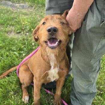 Airedale Terrier Dogs Available for Adoption in Martinsburg, West Virginia - Ginger | PetCurious