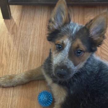 Nimbus -  Cattle Dog Dog for Adoption in Belleville, Illinois - Nimbus | PetCurious