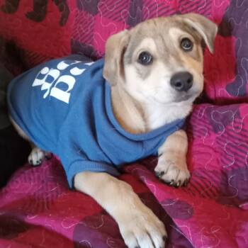 Rescue Mixed Breed Dogs for Adoption in Buffalo, Minnesota - Younique | PetCurious