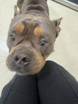 A198754 -  Pit Bull Terrier Dog for Adoption in Fremont, California - A198754 | PetCurious