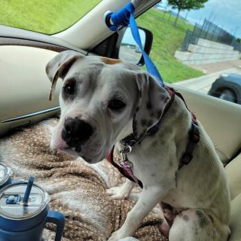Boxer and Labrador Retriever Dogs Available for Adoption in Spring Hill, Kansas - Bramble | PetCurious