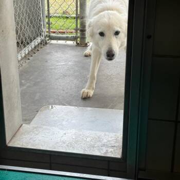Dove-CS-38846(2) -  Great Pyrenees Dog for Adoption in Anahuac, Texas - Dove-CS-38846(2) | PetCurious