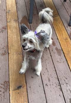 SASHA IN CINCINNATI OHIO -  Chinese Crested Dog Dog for Adoption in Lansing, Michigan - SASHA IN CINCINNATI OHIO | PetCurious