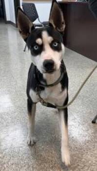 Rescue Siberian Husky Dogs for Adoption in Cibolo, Texas - Neo | PetCurious