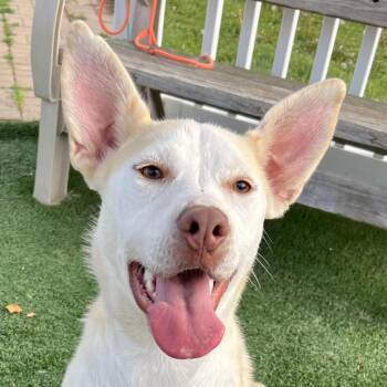 Rescue Husky Dogs for Adoption in Auburn, Nebraska - Peppermint Patty | PetCurious