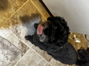 Pepper -  Morkie Dog for Adoption in Foxworth, Mississippi - Pepper | PetCurious