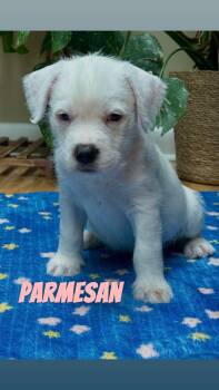 Pit Bull Terrier Dogs Available for Adoption in Clay, New York - Parmesan | PetCurious