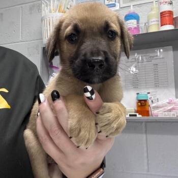 Pickle -  Mixed Breed Dog for Adoption in Summerville, South Carolina - Pickle | PetCurious