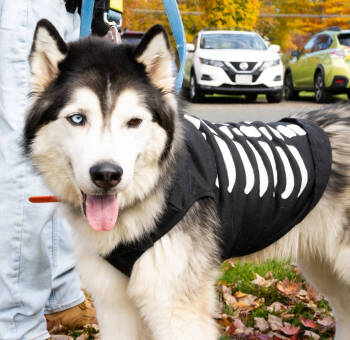 Rescue Husky and Siberian Husky Dogs for Adoption in Middletown, Connecticut - Jackson | PetCurious