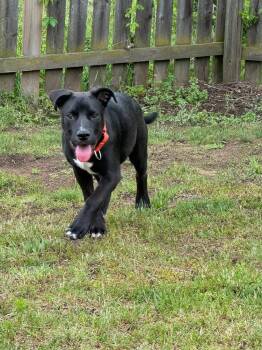 Mixed Breed Dogs Available for Adoption in Dorr, Michigan - Jedidiah (Jed) | PetCurious