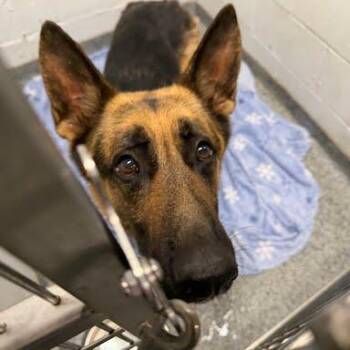 Yoshi -  Mixed Breed Dog Available for Adoption in Jeffersonville, Indiana - Yoshi | PetCurious