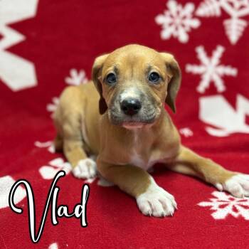 Rescue Mastiff and Great Dane Dogs for Adoption in Hillsboro, Ohio - Vlad | PetCurious