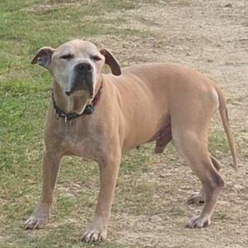 Thunder -  Pit Bull Terrier Dog for Adoption in Anderson, Texas - Thunder | PetCurious