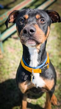 Rescue Rottweiler Dogs for Adoption in Mustang, Oklahoma - Elton | PetCurious
