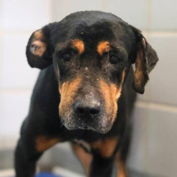 Rottweiler Dogs Available for Adoption - A795190 | PetCurious