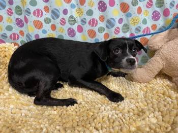 Chihuahua and Mixed Breed Dogs Available for Adoption - SULLY | PetCurious