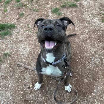 Oso -  Pit Bull Terrier and Catahoula Leopard Dog Dog for Adoption in York, Pennsylvania - Oso | PetCurious
